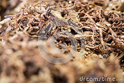 Rolling Tobacco macro Stock Photo