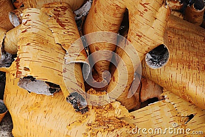 Rolls of birch bark Stock Photo