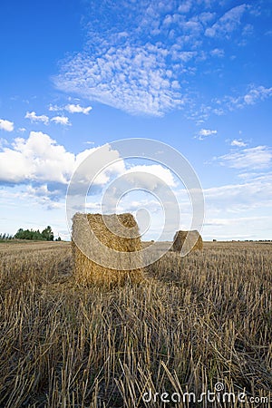 Rolls of hay in field Stock Photo