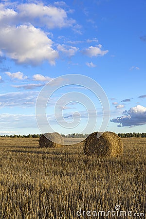 Rolls of hay in field Stock Photo