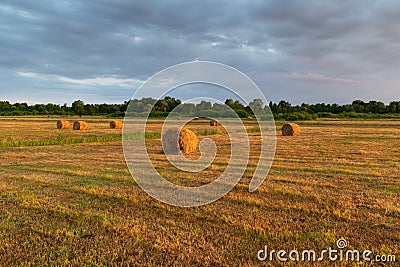 Rolls of hay in field at sunset Stock Photo