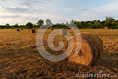 Rolls of hay in field at sunset Stock Photo