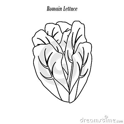Romain lettuce illustration outline Vector Illustration