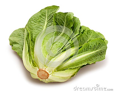 Romain lettuce Stock Photo