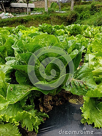 Romain letuce vegetable plants ready to harvest Stock Photo