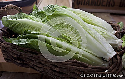 Romaine or cos lettuce Stock Photo