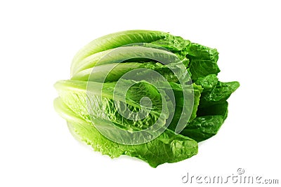 Romaine Lettuce Stock Photo