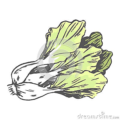 Romaine Lettuce Close up Graphic Illustration Vector Illustration