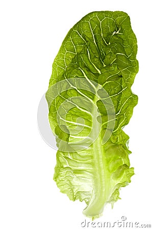 Romaine Lettuce Isolated Stock Photo