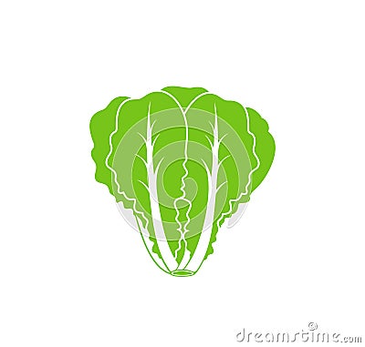 Romaine lettuce. Isolated lettuce on white background. Logo Vector Illustration