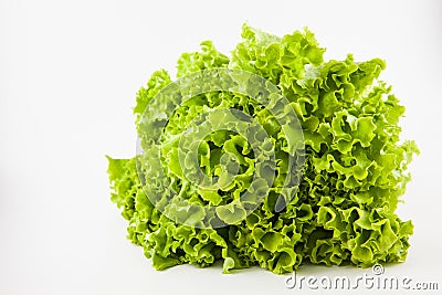 Romaine lettuce Lactuca sativa Stock Photo