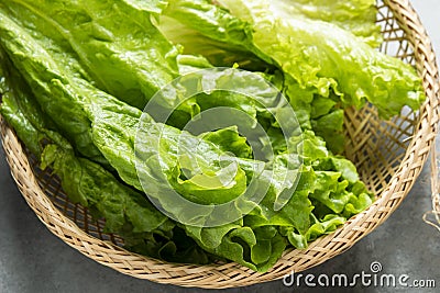 Romaine Lettuce Stock Photo