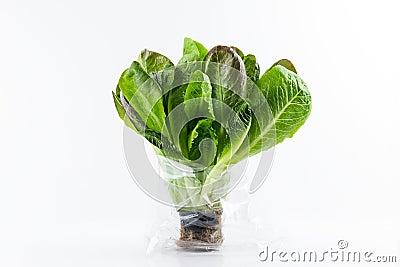 Romaine lettuce plant in a pot and plastic wrap for sale. Isolated on white background. Fresh green salad with roots Stock Photo