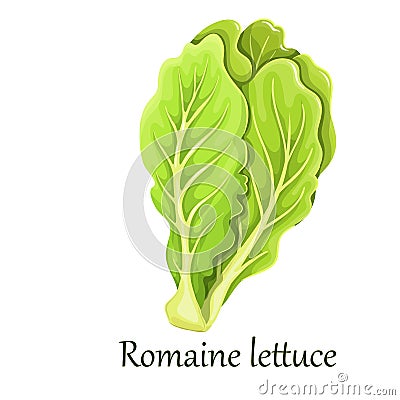 Romaine salad lettuce plant Vector Illustration