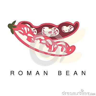 Roman Bean Pod, Infographic Illustration With Realistic Pod-Bearing Legumes Plant And Its Name Vector Illustration