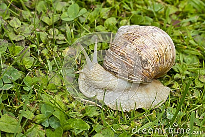 Roman, Burgundian or Edible Snail (Helix pomatia) Stock Photo