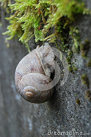 Roman snail (Helix pomatia) on a concrete wall Stock Photo