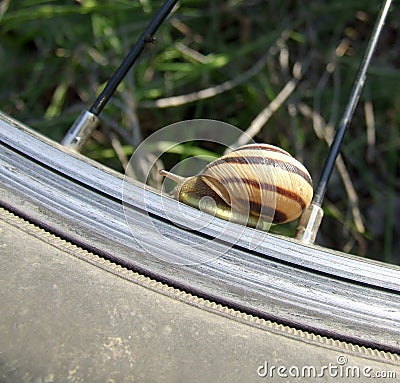 Roman snail and bicycle wheel Stock Photo