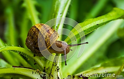 Roman snail in macro closeup, popular edible slug specie from Europe Stock Photo
