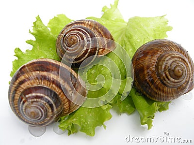 Roman snails Stock Photo