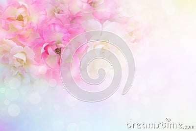 romance pink and white roses flower vintage background for valentine Stock Photo