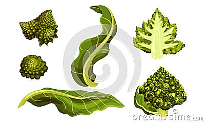 Romanesco Broccoli or Roman Cauliflower with Spiral Inflorescence Vector Set Vector Illustration