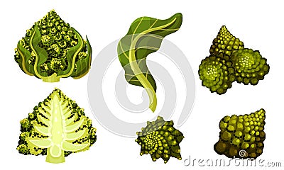 Romanesco Broccoli or Roman Cauliflower with Spiral Inflorescence Vector Set Vector Illustration