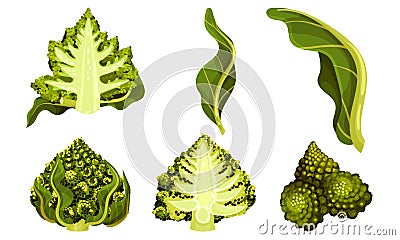 Romanesco Broccoli or Roman Cauliflower with Spiral Inflorescence Vector Set Vector Illustration