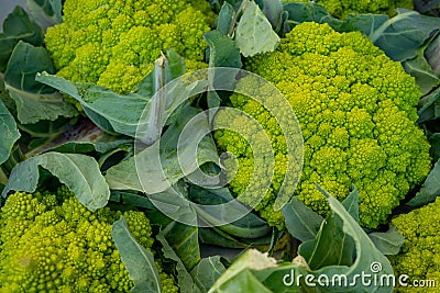 Romanesco broccoli or Roman cauliflower, texture detail of the healthy vegetable filled with lots of nutrients Stock Photo