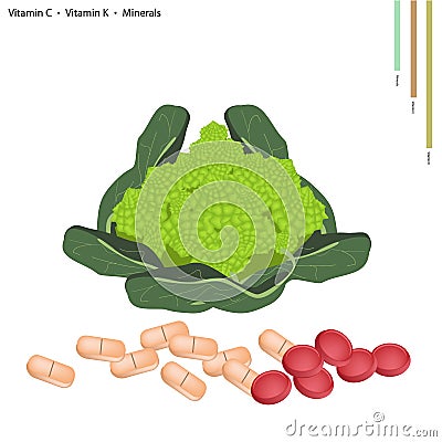 Romanesco Broccoli with Vitamin C and Vitamin K Vector Illustration