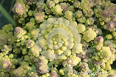 Romanesque Broccoli has a geometry pattern close to a fractal Stock Photo