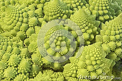 Romanesque cabbage fractals Stock Photo