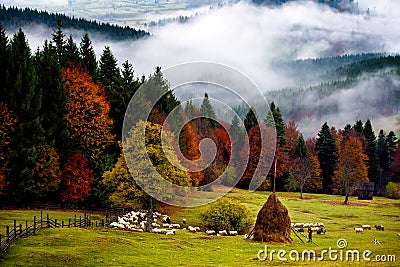 Romania beautiful landscape , autumn in Bucovina with shepherd Stock Photo