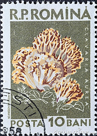 Romania - Circa 1958: a postage stamp printed in the Romania showing a European mushroom: Clavaria aurea Editorial Stock Photo