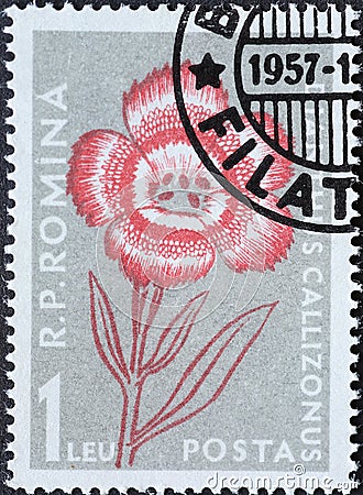Romania - Circa 1957: a postage stamp printed in the Romania showing the alpine Flowers of the Carpathian Mountains. Dianthus call Editorial Stock Photo