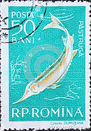 Romania - Circa 1957: a postage stamp printed in the Romania showing the Fauna of the Danube Delta. Starry Sturgeon Acipenser ste Editorial Stock Photo