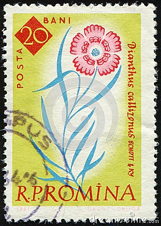 ROMANIA - CIRCA 1961: stamp shows flowering plant Piatra Craiului Pink (Dianthus callizonus Editorial Stock Photo