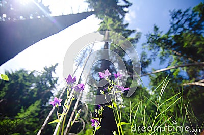 Romania, forest meadow Stock Photo