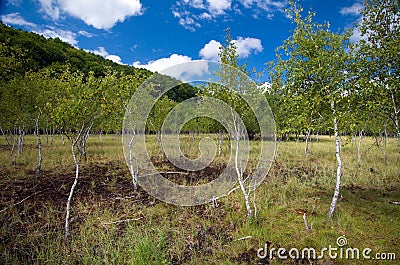 Romania - Pesteana marsh (Bottomless Lake) Stock Photo