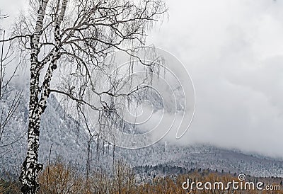 Romanian mountains range with pine forest and fog, winter time Stock Photo