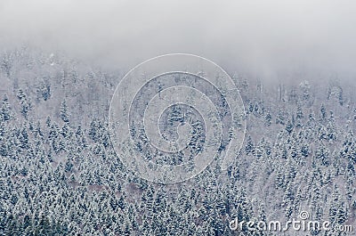 Romanian mountains range with pine forest and fog, winter time Stock Photo
