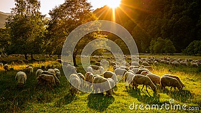 Romanian sheep farm at sunset in Transylvanian mountains Stock Photo