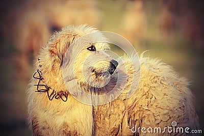 Romanian sheep hound Stock Photo