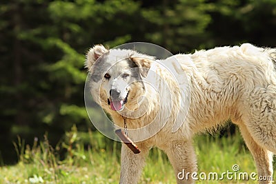 Romanian shepherd dog closeup Stock Photo