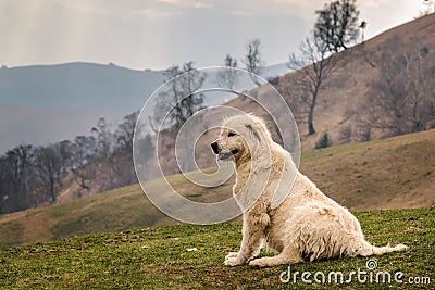 Romanian Shepherd Dog Stock Photo