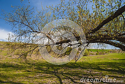 Romanian spring forest Stock Photo