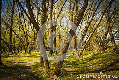 Romanian spring forest Stock Photo