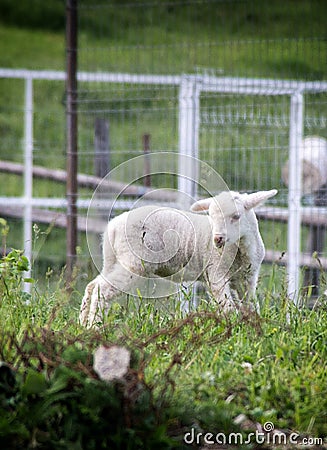 Romanian white lamb Stock Photo