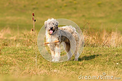 Romanian white shepherd dog Stock Photo