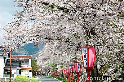 Romantic archway of flourishing cherry blossoms ( Sakura Namiki ) and traditional Japanese lamp posts along a country ro Stock Photo